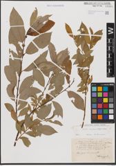 Foto von Salix caprea L. x Salix daphnoides Vill.